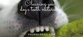So it's best to do it yourself — at least twice each week. Dog Dental Care Natural Remedy For Teeth Bleeding Gums