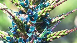 Is This Real Flower Blooms In Encinitas Sapphire Tower Real Flowers Bloom Flowers