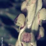 Image result for Corycium dracomontanum