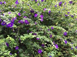 Image result for Thunbergia erecta