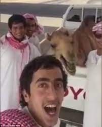 The sound camels make is called nuzzing. Camel Joins In With Laughter As Group Of Men Joke Around For The Camera Daily Mail Online