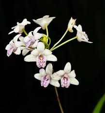 Image result for Polystachya virginea