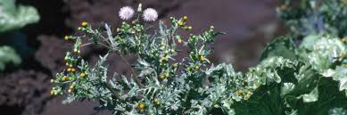 Image result for Synadenium angolense