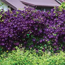 Check out our lavender clematis selection for the very best in unique or custom, handmade pieces from our craft supplies & tools shops. Purple Wall Of Flowers Clematis Michigan Bulb Co