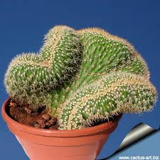 Thank you for watching and please give me a like and i would love you to subscribe for regular updates and take a look at my other cacti and succulent. How To Clone A Cactus Miss Chen Garden Manage Gfinger Is The Best Garden Manage App