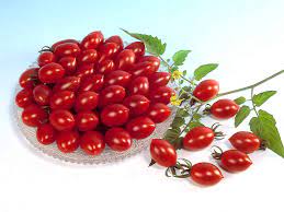 Sharing the solanaceae or nightshade family with the potato, chili pepper. Tomato Sugary F1 All America Selections