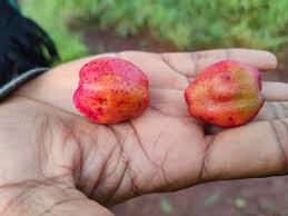 Image result for Anisophyllea boehmii