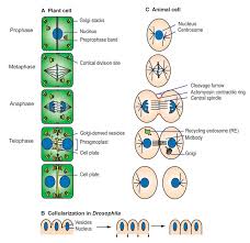 The cell cycle consists of interphase and the mitotic phase. New Report Title By Leslie Salcedo Infographic