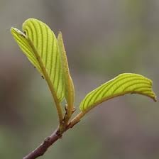 Image result for Rhamnaceae