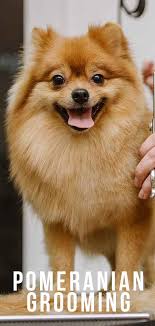 Default sorting sort by popularity sort by average rating sort by latest sort by price: Pomeranian Grooming How Best To Care For Your Dog