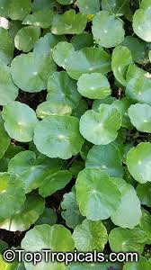 Image result for Hydrothauma manicatum