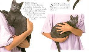 kedi nasil kucaga alinir kedinin hassas bolgeleri nereleridir vetlove besiktas veteriner klinigi