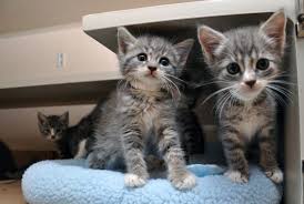 Maybe you would like to learn more about one of these? Adopt Out 100 Kittens In A Day Yes You Can Aspcapro