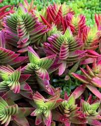 Image result for Crassula capitella