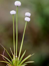 Image result for Eriocaulon bongense