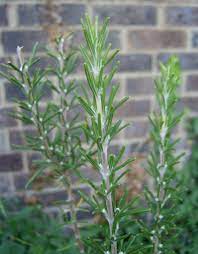 Pulse in a food processor until you achieve a fine texture. Tips For Growing Rosemary Herb Plants
