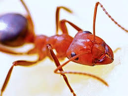 I am absolutely overrun with ants in my yard and driveway. What To Do When Ants Bite Gecko Green