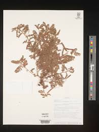 Image result for Chamaecrista zambesica