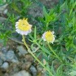 Image result for Felicia muricata