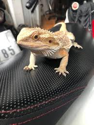Best Bearded Dragon Cage Reviews And Buyer S Guide Bearded Dragon Bearded Dragon Cage Bearded Dragon Enclosure