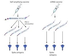 Here's now mrna vaccines actually work: Racgp Four Things About Mrna Vaccines Researchers Still Want To Find Out