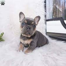 French bulldog puppies ohio for sale. French Bulldog Puppies Ohio Rescue My Hobby