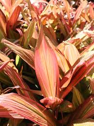 Ti is probably native to southeast asia and papua new guinea. Morning Sunshine Hawaiian Ti Plant Cordyline Urban Tropicals