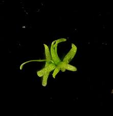 Image result for Wolffiella hyalina