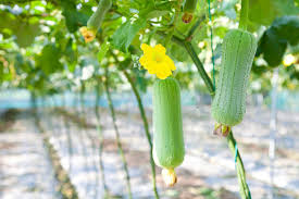 The word kari is also used in other dravidian languages, namely in malayalam, kannada and kodava with the meaning of vegetables (or meat) of any kind (raw or boiled), curry. How To Grow Luffa Plants Kellogg Garden Organics