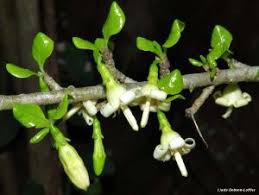 Image result for Coddia rudis