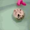 Bathing your hedgehog safely and appropriately is an important part of taking care of him. 1