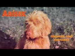 Image result for maďarský ohař drátosrstý