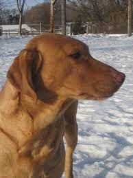 Asking 1100 for males and 1200 for females Lab Puppies For Sale In Wisconsin Under 300 The Y Guide