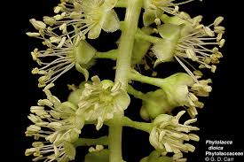 Image result for Phytolacca dioica