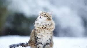 Kar Ve Kedi Duvar Kagidi Wallpaper Depo Hd Duvar Kagitlari