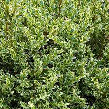 Image result for Ligustrum