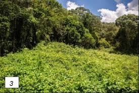 Image result for Sericostachys scandens