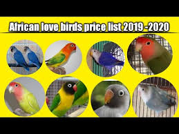 African Lovebirds Price List In India Pet S Family Youtube