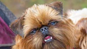 The Dumbest Animal In The World
