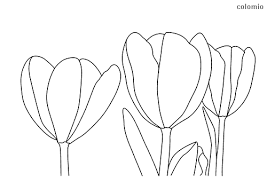Tulpe Malvorlage Kostenlos Tulpen Ausmalbilder