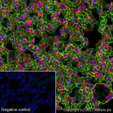 The secondary antibody is diluted to 1:500 added with 0.1% bsa. Alexa Fluor 488 Goat Anti Syrian Hamster Igg Secondary Antibody Ab180063
