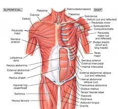 Deltoid is a large triangular muscle that covers the glenohumeral joint, where your. Image Result For Shoulder And Neck Muscles Neck Muscle Anatomy Shoulder Muscle Anatomy Muscle Diagram