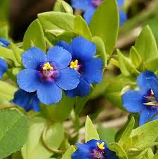 Image result for Lysimachia monelli