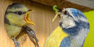 Blaumeise Futtert Nachwuchs Foto Nabu Rita Priemer Tiere Vogel Bestimmen Vogelkunde