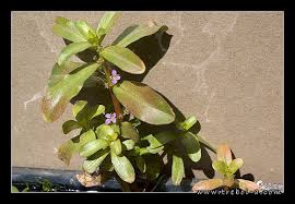 Image result for Nesaea crassicaulis