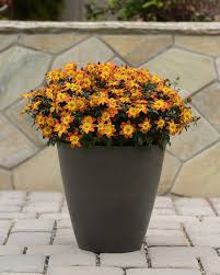 Image result for Bidens baumii