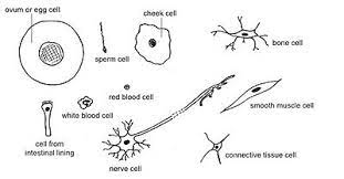 Anatomy And Physiology Of Animals The Cell Wikibooks Open Books For An Open World