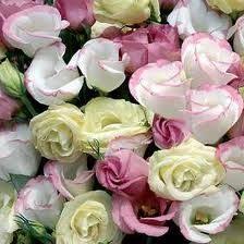 Rose fornitori, principalmente situati in east asia.i principali paesi o regioni fornitori sono la cina, che forniscono rispettivamente il 100% di fiori simili alle rose.i prodotti a base di fiori simili alle rose sono più popolari in north america. Lisianthus Organizzazione Matrimonio Forum Matrimonio Com