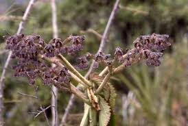 Image result for Synadenium cupulare