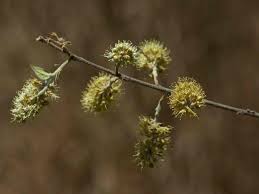 Image result for Combretum hereroense